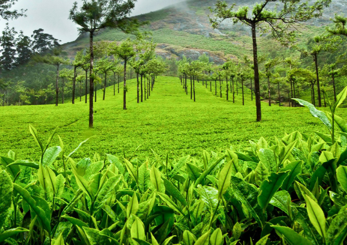 Tea-carpeted hills of Munnar