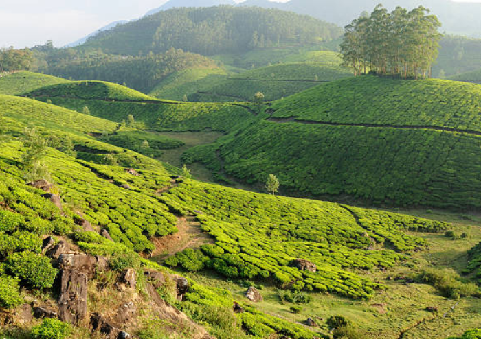 Spice plantations in Thekkady